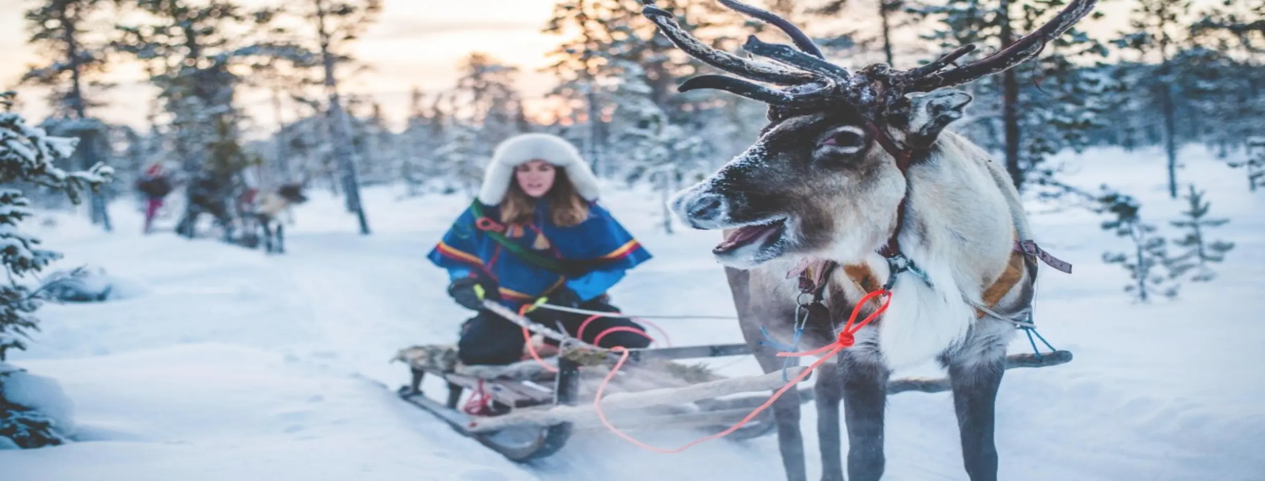 Image for Rovaniemi Arctic Zoo